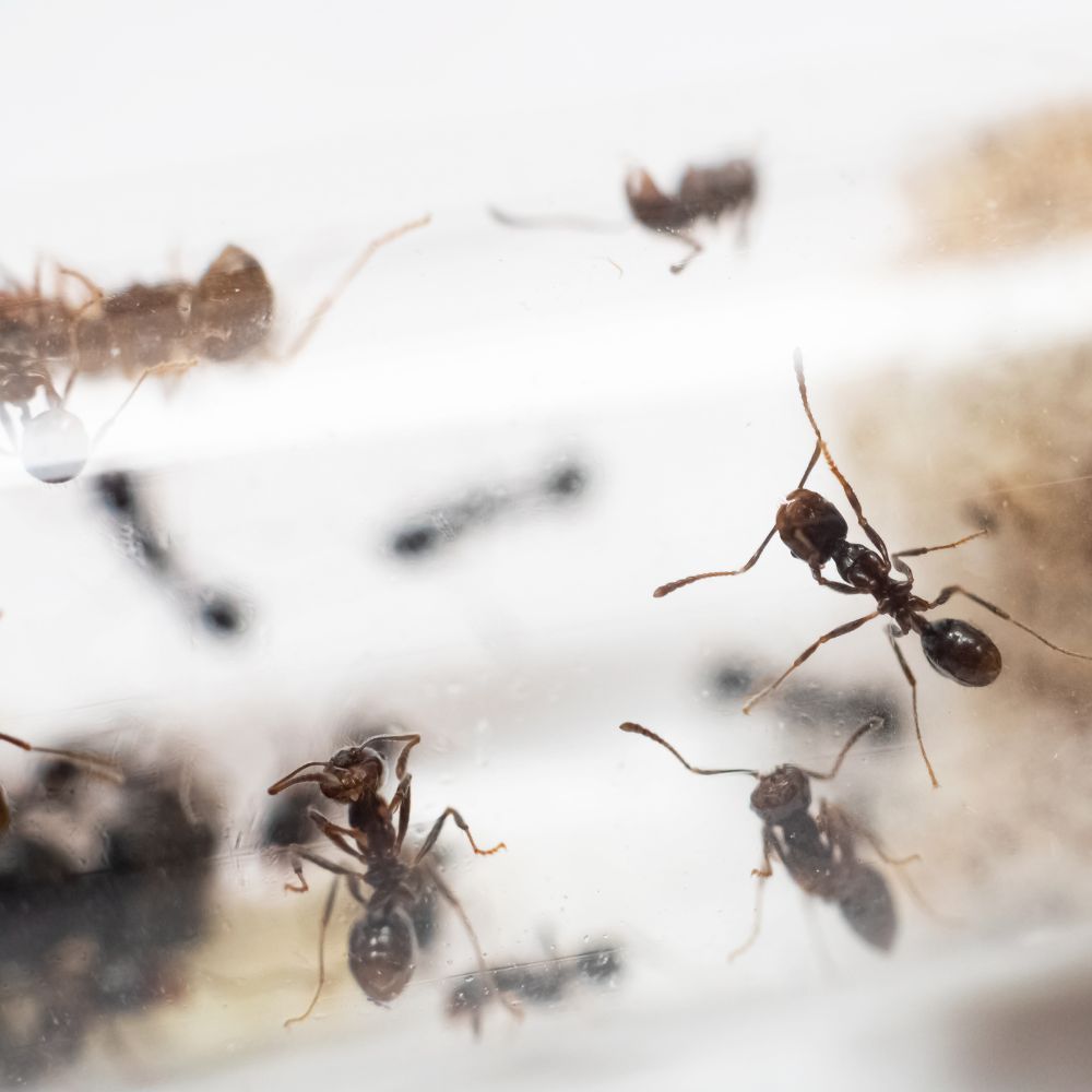 Ant Problems solved by Pezz Pest Control