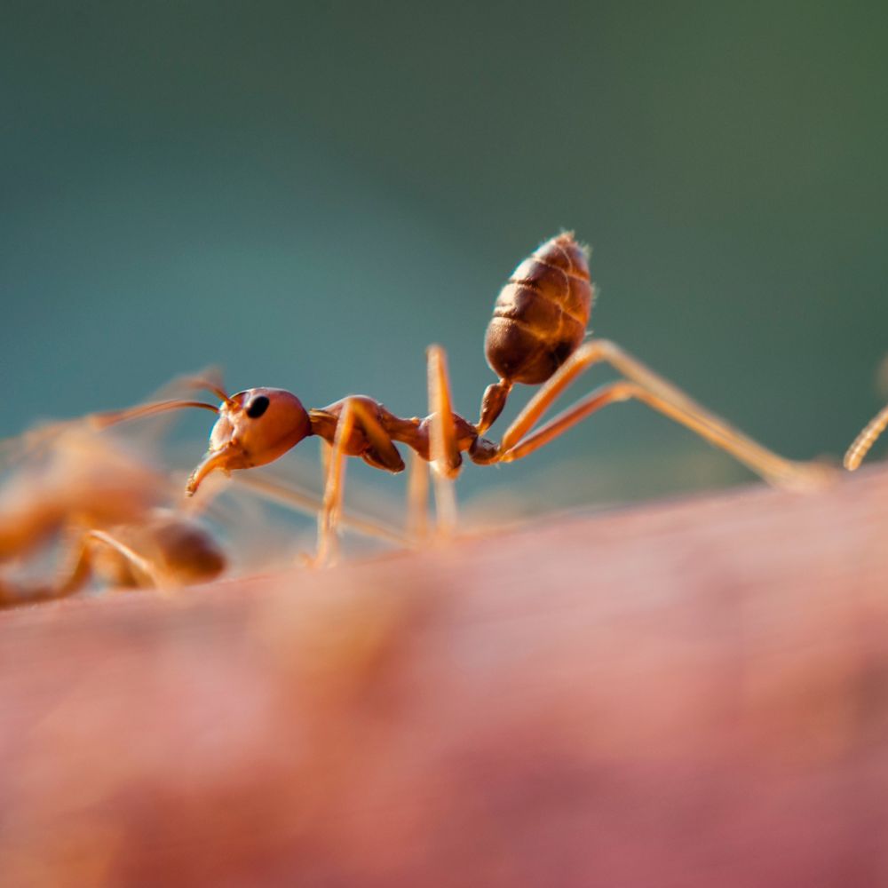 Pezz Pest Control local ant control company in St Charles