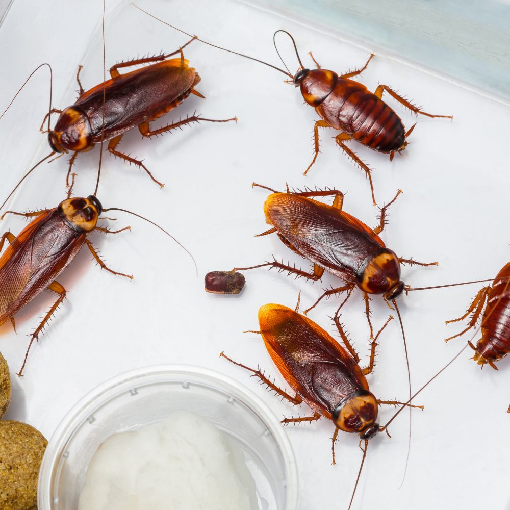 St Charles Cockroach Threat Solutions
