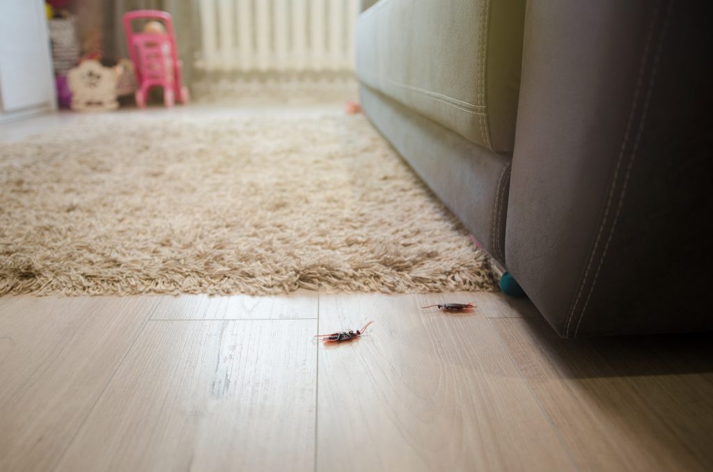 Condos and Apartments Pest Control Services
