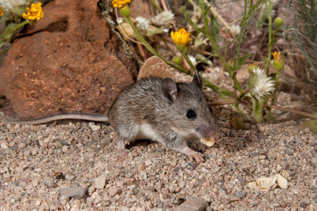 White Footed Mouse