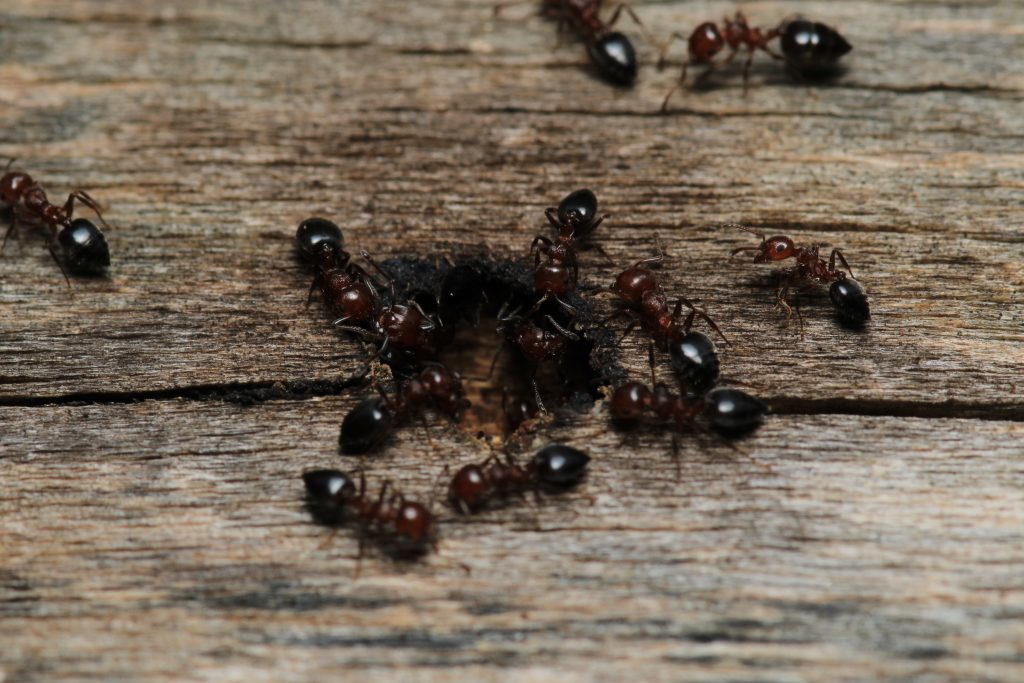 Signs of Carpenter Ants in House
