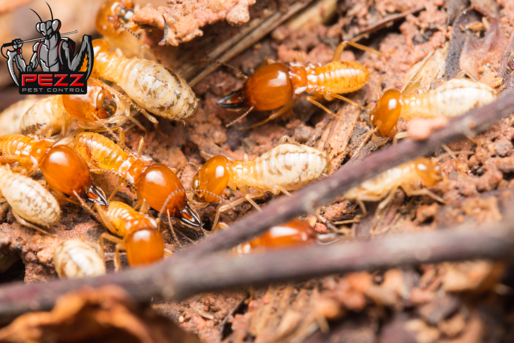 termite control