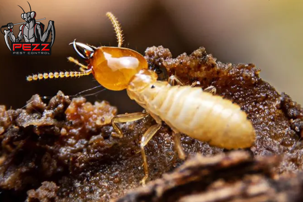 termite control