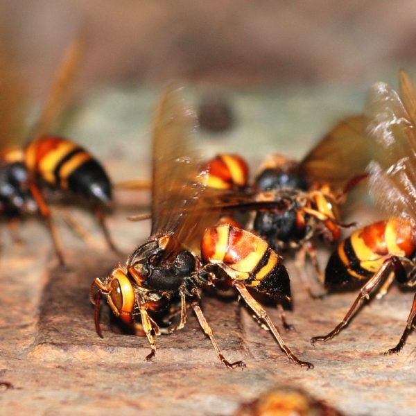 Bees and Wasp Infestations