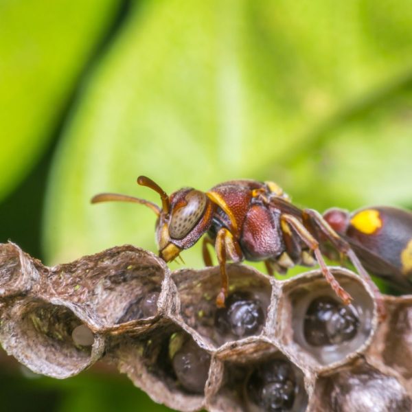 bees and wasp control St Charles